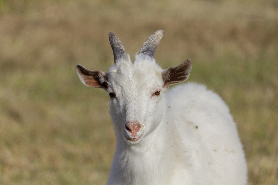 Goat kid animal grass