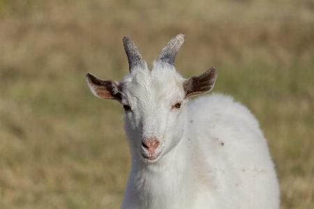 Goat kid animal grass Photo