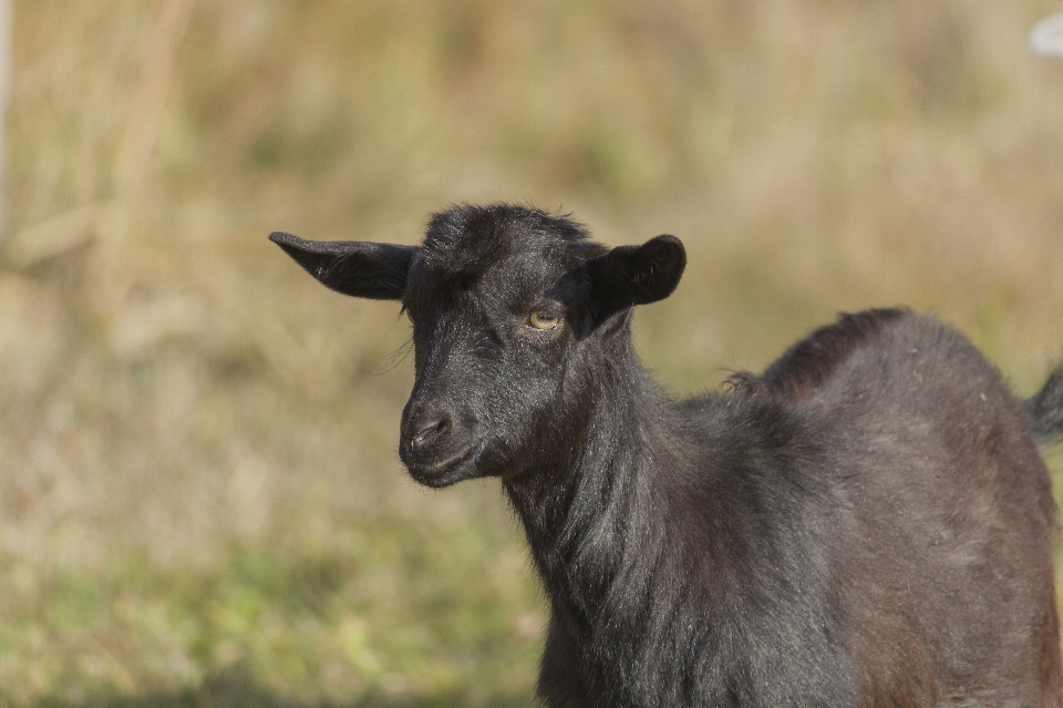 Goat kid animal grass