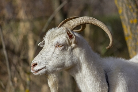 Keçi çocuk hayvan çimen Fotoğraf