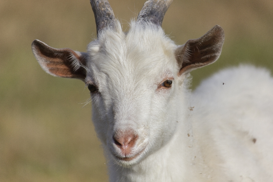 Chèvre enfant animal herbe