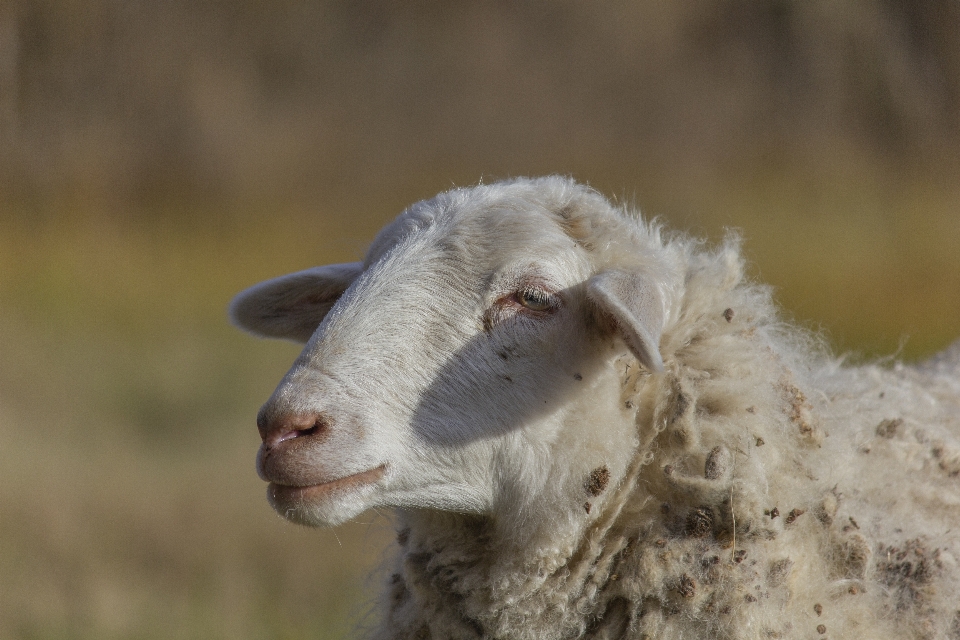 Pecora animale erba asciutto