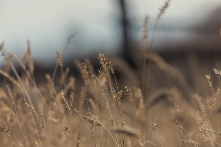 Nature grass sky yellow Photo