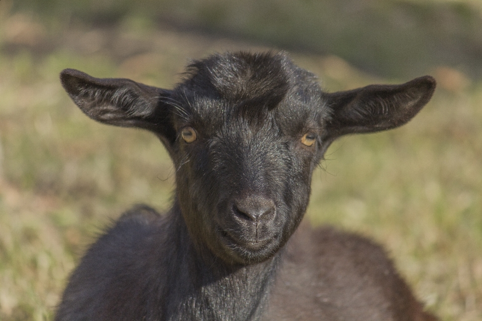 Chèvre enfant animal herbe