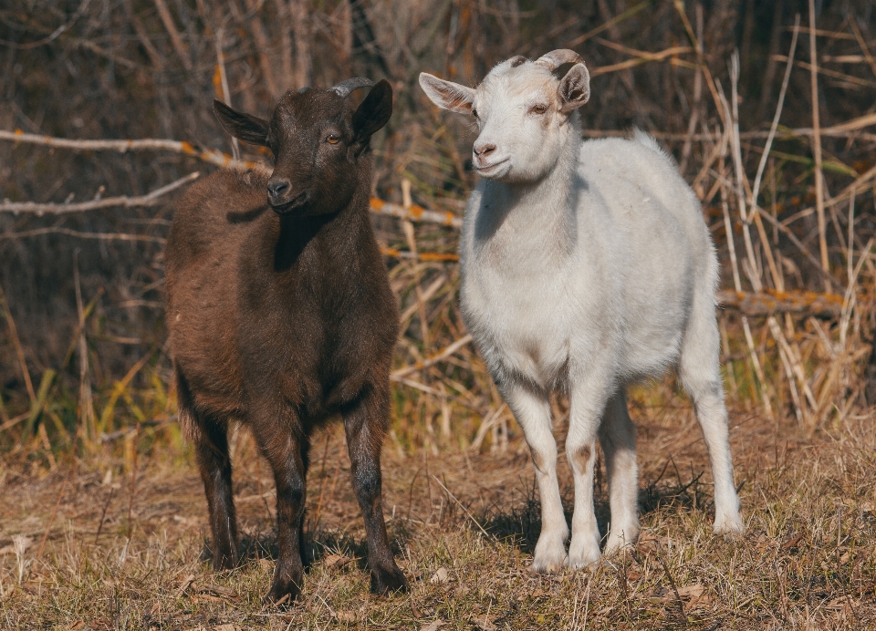 Chèvre enfant animal herbe