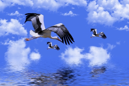 Birds bird stork wings Photo