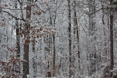 Winter woods snow woodland Photo