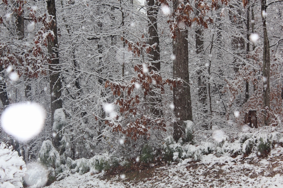 Winter schnee bäume wald