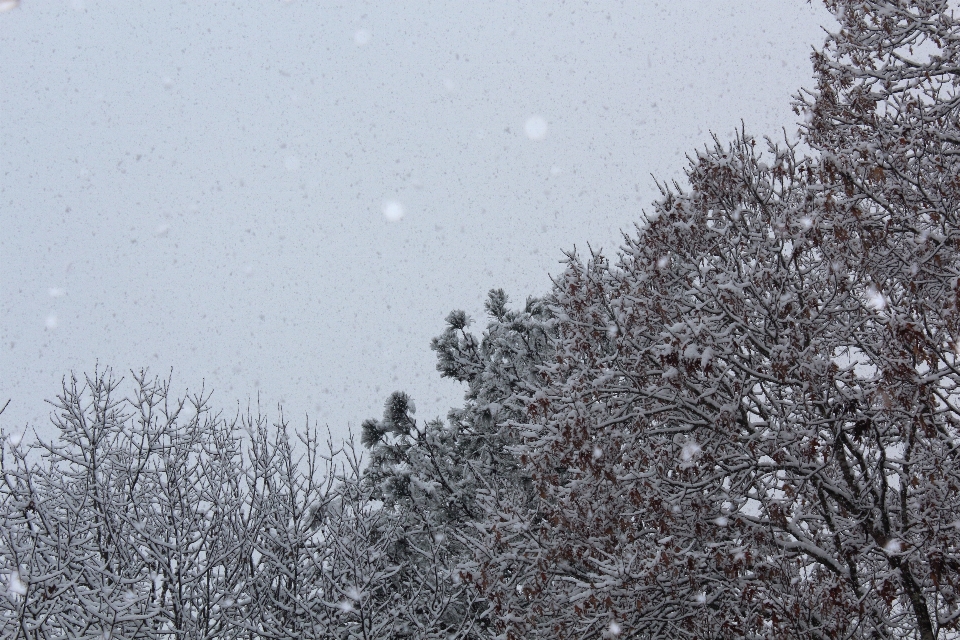 Inverno céu neve árvores