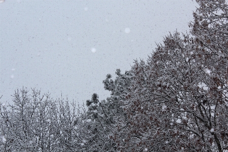 冬 空 雪 木 写真