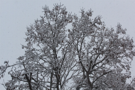 冬 雪 木 空 写真