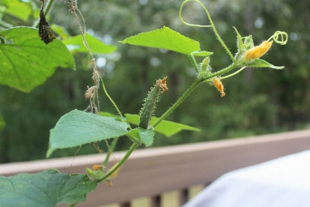 植物 キュウリ 緑 葉 写真