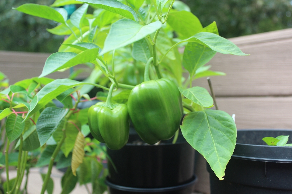 Plant green peppers leaf bell and chili