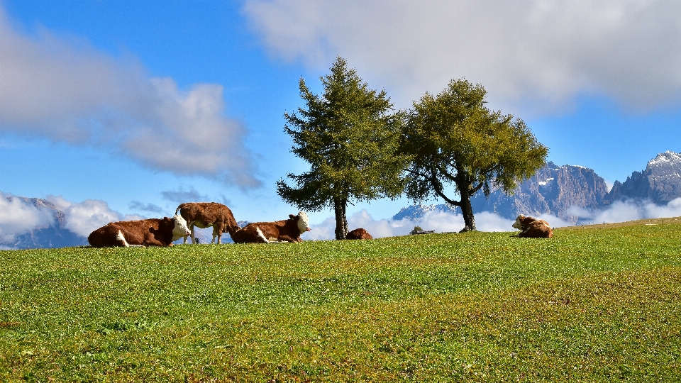 Arbre prairie
 pâturage
 ciel