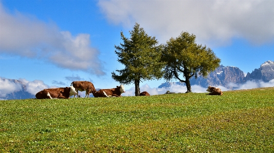 Foto Pohon padang rumput
 langit merumput
