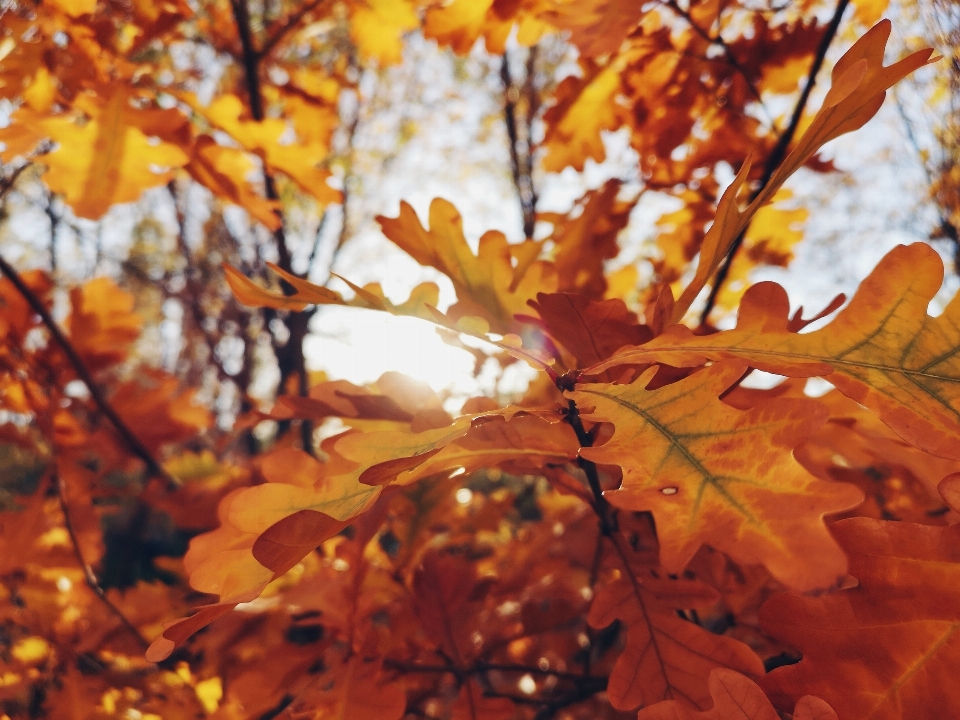 Otoño amarillo hojas sol