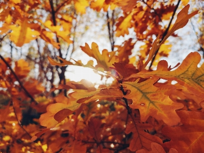 Autumn yellow leaves sun Photo