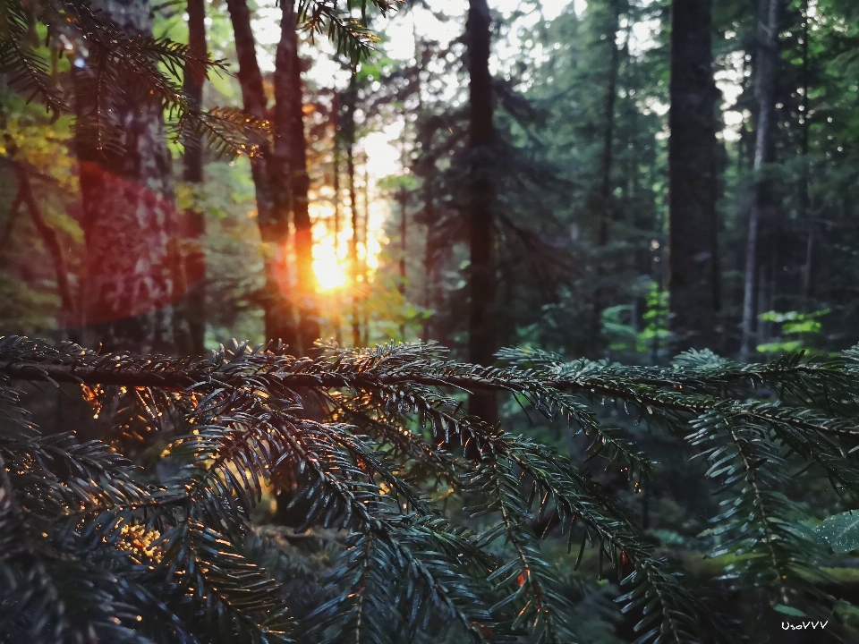 Sol verão floresta raios