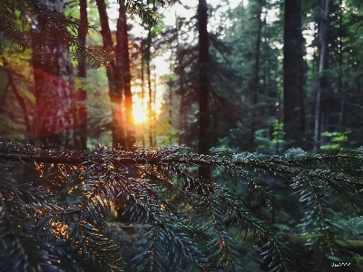 Sun summer forest rays Photo