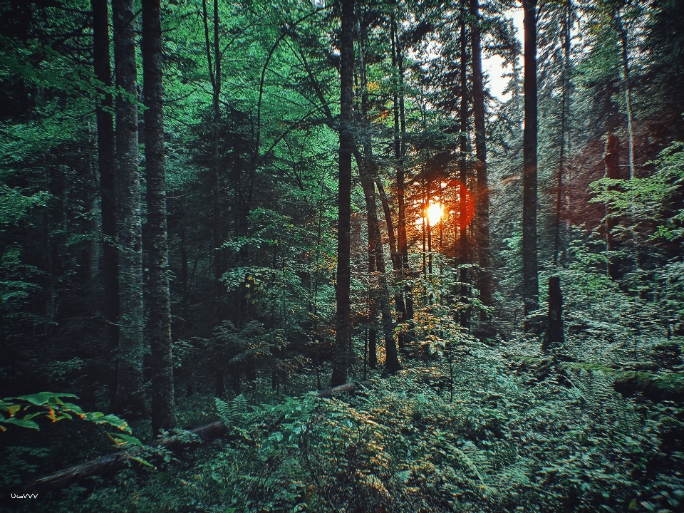 Sun summer forest rays