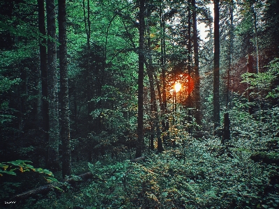 Sun summer forest rays Photo