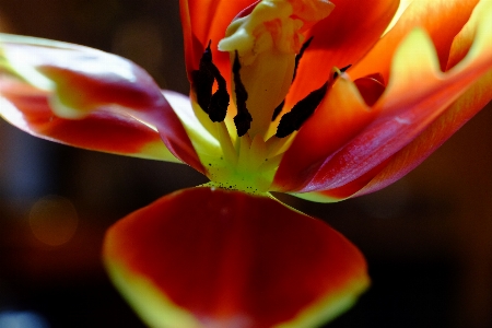 Foto Bunga tulp merah kuning merapatkan
