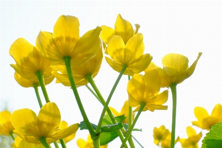 Butterblume
 sonnig gelb blume Foto