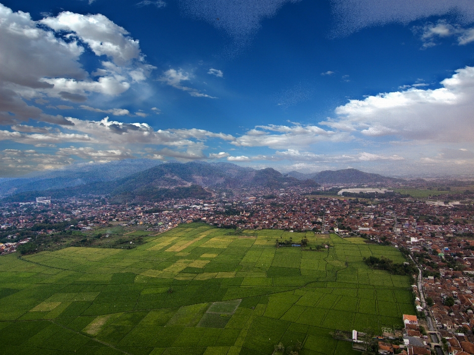 Rice fields invasion sky