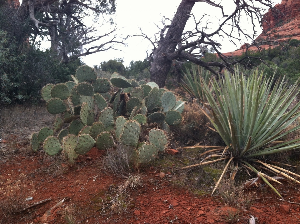 Paesaggio di cactus
 piante del deserto
 fico d'india
 pianta