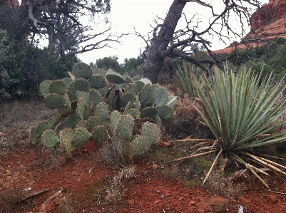 Foto Paisagem de cactos
 plantas do deserto
 pera espinhosa
 plantar