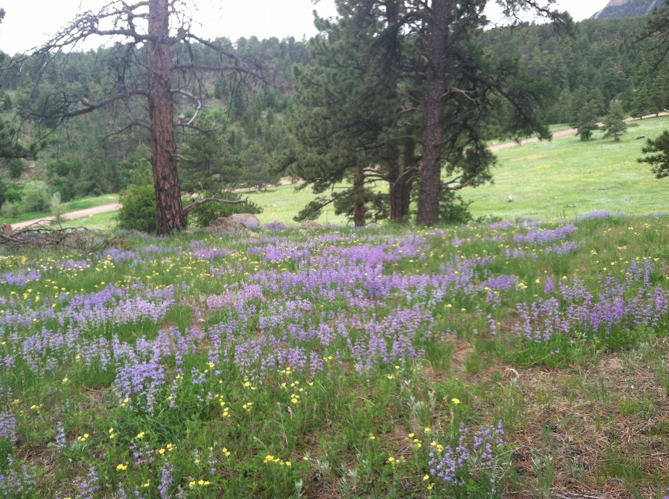 Colorado wildflowers lupine mountain