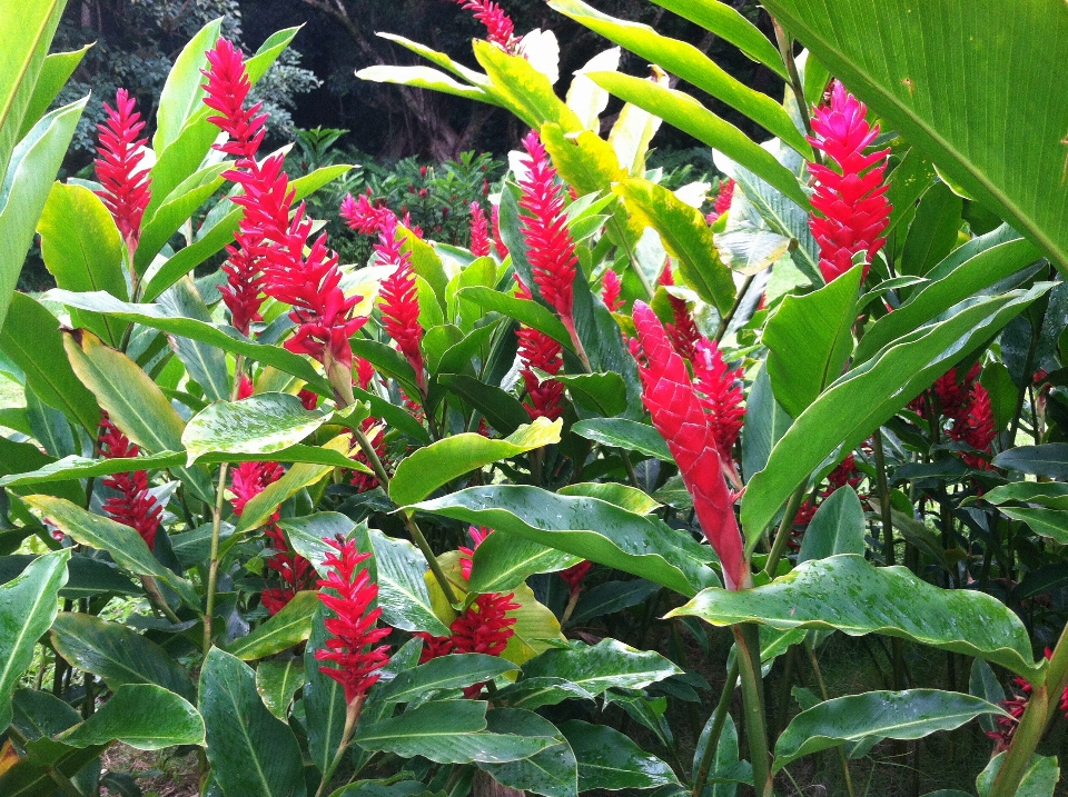 Hawaii fleurs rouge tropical