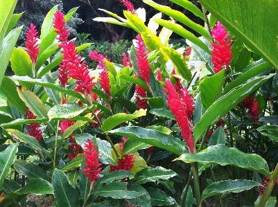 Hawaii flowers red tropical Photo