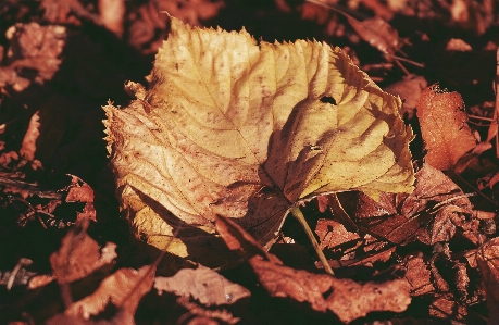 Blätter blatt herbst golden Foto