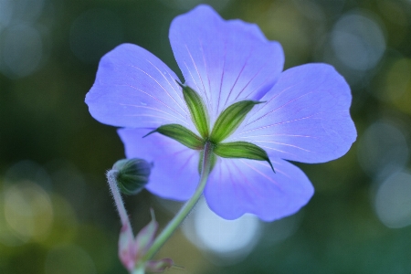 Flower pink blue geranium Photo