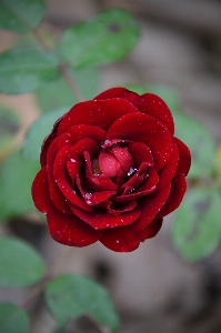 Red rose roses garden Photo