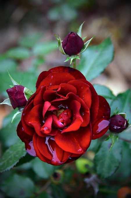 Red rose roses garden