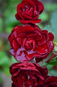 Red rose roses garden Photo