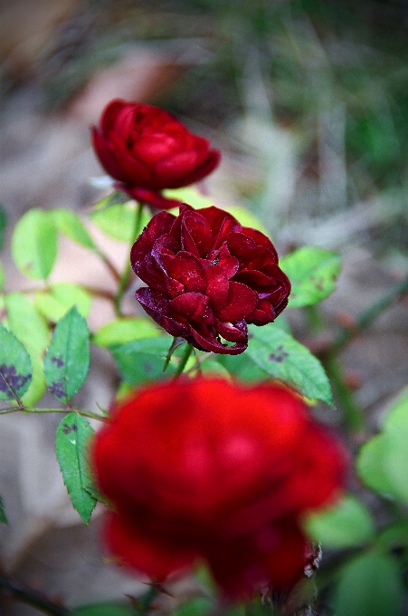 Red rose roses garden