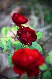 Red rose roses garden Photo