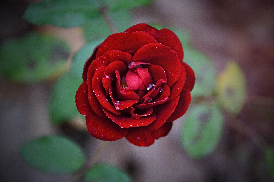 Rosso rosa rose giardino