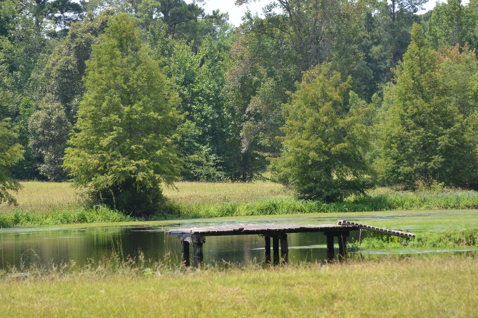 Des arbres dock eau étang