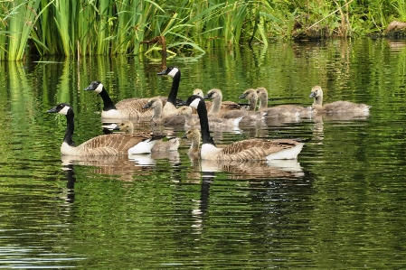 Canadian goose swimming feathers ditch Photo