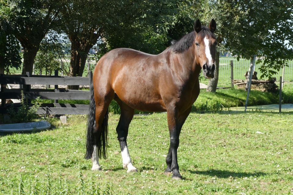 Horse pasture green polder