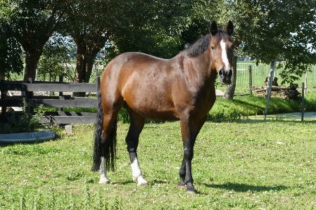 Horse pasture green polder Photo