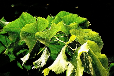 緑 葉 木 植物 写真