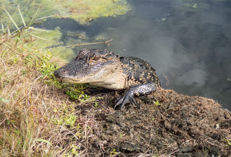 Alligator swamp reptile crocodilia