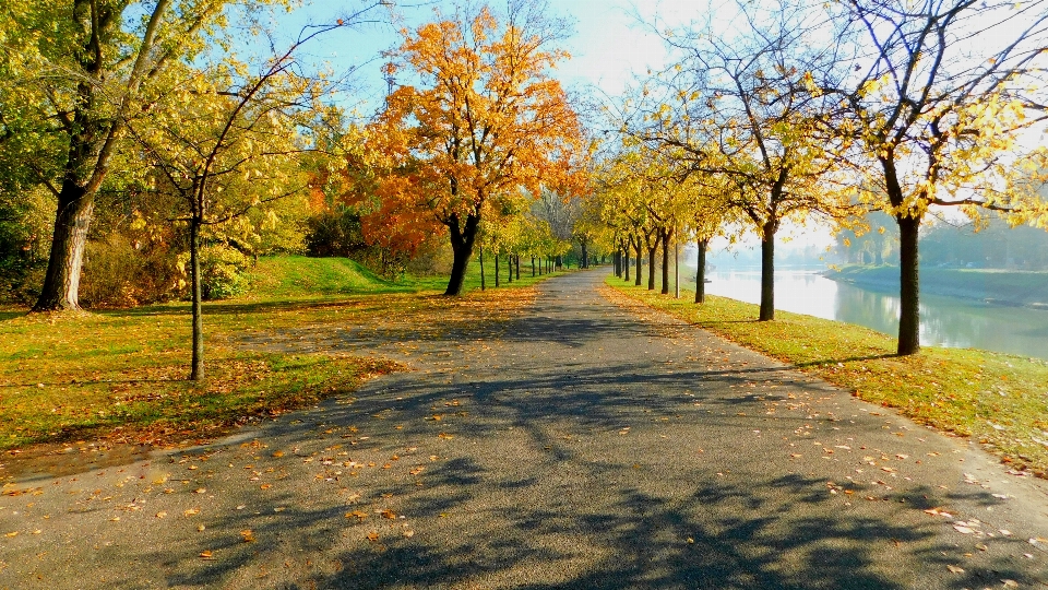 Route alley nature leaf