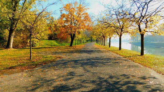 Route alley nature leaf Photo