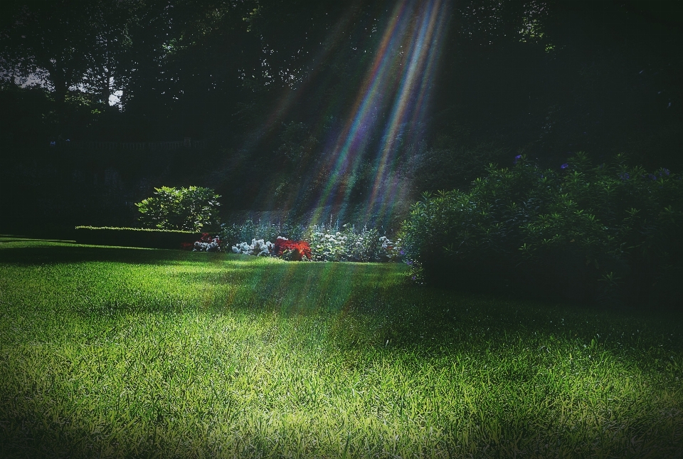 Garden sunlight grass flowers